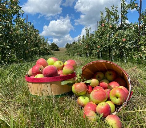 Apple picking places near me. Things To Know About Apple picking places near me. 